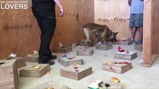 KNPV Malinois Training [upl. by Brien968]