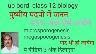 microsporogenesis megasporogenesis लघुबीजनु गुरुबीजनु [upl. by Nahem962]