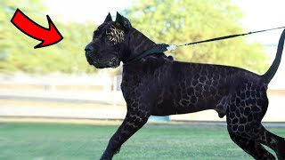 These Are The 10 Newest Dog Breeds [upl. by Wakeen]