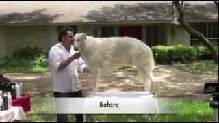 Grooming the Borzoi  Part 1 [upl. by Ramedlav738]