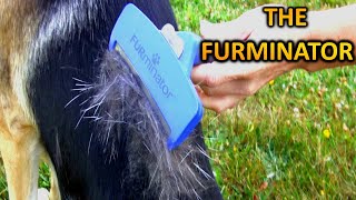 The Best Undercoat Removal  Furminator DeShedding  German Shepherd [upl. by Ymmot]