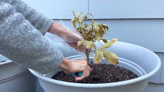 Container Peonies Cutting Back for Overwintering [upl. by Ytisahcal]