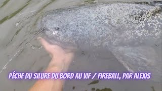 pêche du silure du bord au vif  fireball par Alexis [upl. by Mosira]