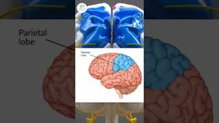 AREAS OF HUMAN BRAIN PARTS OF BRAIN medicalstudent medicalscience brain youtubeshorts [upl. by Rupert]