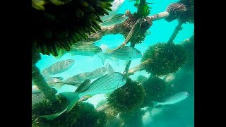 Coogee Beach Shark Net Revisited [upl. by Ellertal]