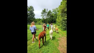 Alpaca Walks in Maine [upl. by Nanon918]