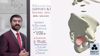 Chapter 16lecture9Human SkeletonAppendicular2ndyear pgc biology mdcat [upl. by Orfinger558]