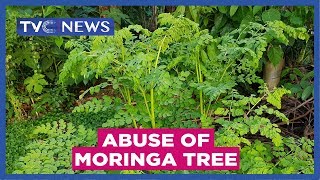 Experts warn against abuse of Moringa tree [upl. by Idonah869]