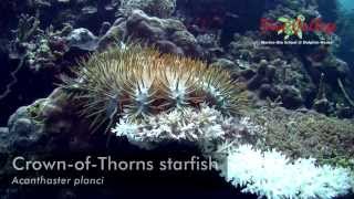 CrownofThorns starfish Acanthaster planci of Moalboal [upl. by Aihpled]