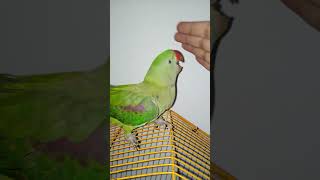 Indian Ringneck Talking Parrot  Talking amp Dancing Parrot parrot shortvideo talkingparrot [upl. by Aisiram]