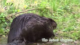 European beaver  Bever  castor fiber [upl. by Ahsropal842]