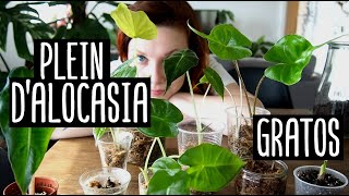 TUTO ALOCASIA  Mettre les bulbilles en eau  Bouturer son alocasia [upl. by Tamara175]