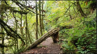 Exploring the Lime Kiln Trail with Gertrude amp Geezer [upl. by Jermain986]