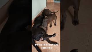 Viral videos on YouTubeLabradorPitbulllabrabull [upl. by Boot]