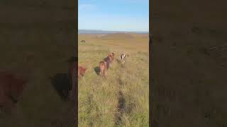 Iceland Scenery 🇮🇸 🐴 iceland horses [upl. by Lovato]