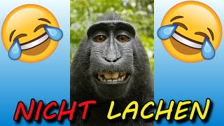 VERSUCHE NICHT ZU LACHEN  🤣🤣🤣 31 [upl. by Anaz]