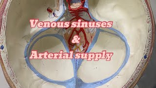 Dural venous sinuses and blood supply  neuroanatomy  ospe [upl. by Gabrielson790]