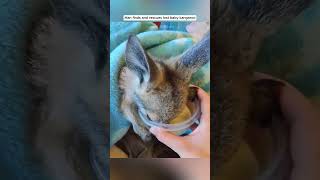 Man finds and rescues lost baby kangaroo kangaroo babykangaroo short [upl. by Auhs572]