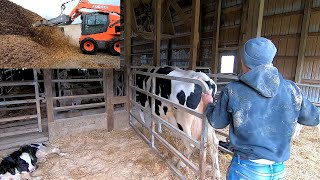 Real Life Day of a Dairyman [upl. by Yecaw]