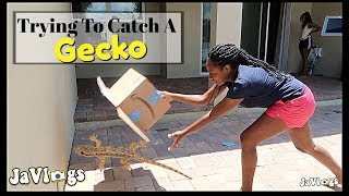 Trying To Catch A Gekco  Family Vlogs  JaVLogs [upl. by Nnayd]