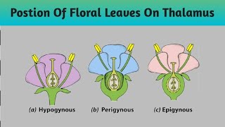 Hypogynous Epigynous Perigynous Postion of floral leaves on Thalamus Flower Morphology [upl. by Ynor619]