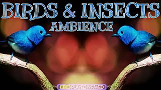 Birds and Insects Ambience Sound Effect [upl. by Nennek]