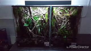 Crested gecko Leachie gecko natural enclosure [upl. by Aenat641]