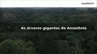 As grandes árvores da Amazônia Parte 1  Samaúma  A rainha da floresta [upl. by Jari]