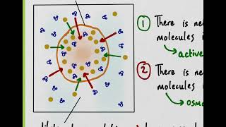 BMAT 2018 Section 2  Q21 Bio  Cell membrane transport  Worked Solution [upl. by Almallah]