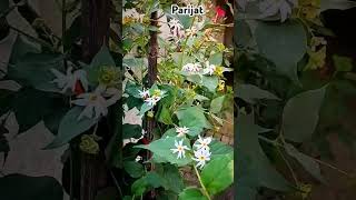 Parijatnight Jasmineharsingar ka paudha ytshorts gardening parijat jasmin flowers harsingar [upl. by Clementas]