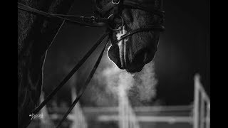 Equestrians  This is our sport [upl. by Bramwell]