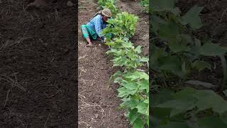 Cotton Farming Day 52 Waste Cleaning Part 2cottonfarming cottonproduction farming farmerlife [upl. by Rebna]