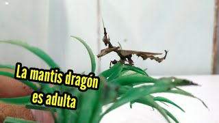 La mantis dragón 🐲  stenophylla lobivertex ya es adulta [upl. by Malia]