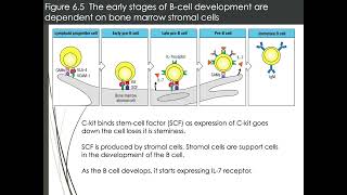 B cells development [upl. by Anneirda]