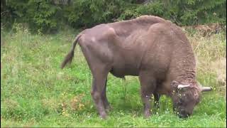 European Buffalo Bison [upl. by Welton]