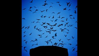 Swift Roost at Chapman Elementary School Portland Oregon [upl. by Ajiak]