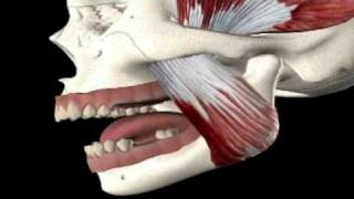 Pain in the Jaw Symptoms amp Treatment [upl. by Airuam569]