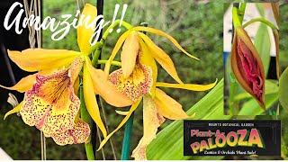 Plant A PALOOZA Exotics amp Orchid Sale 2024 Mounts Botanical Gardens [upl. by Iek]