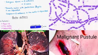 Bacillus anthracis features  historical importance  virulence factor  pathogenesis  symptoms [upl. by Afton80]