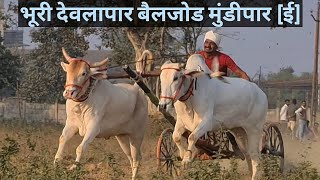 भूरी देवलापार बैलजोड मुंडीपार ई sankarpat bailgadasharyat [upl. by Gide323]