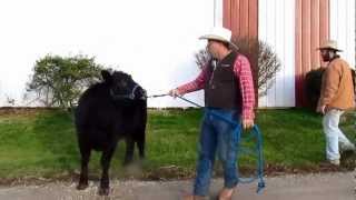 The Ultimate Cow Halter Breaking a Heifer The Crothers Way Day 3 [upl. by Okika]