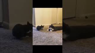 Epic Animal Fails Prepare to Laugh  EpicFails AnimalFails LaughOutLoud [upl. by Atnwahsal484]