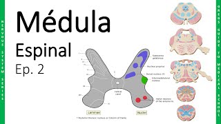 NEURO 2 Médula Espinal  Sustancia Gris Sustancia Blanca y Vías  Doctor Greg [upl. by Pillihp]