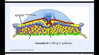 Human Gastrulation Lets Build the Three Germ Layers of the Human a Live Lecture [upl. by Ellynn]