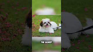 The Oldest Lhasa Apso 29 Years Old [upl. by Rhiamon956]