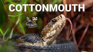 Venomous Florida cottonmouth Water moccasin pit viper species from the USA [upl. by Asilrac]