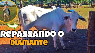 Repassando o Diamante na estrada🐂 [upl. by Analad]