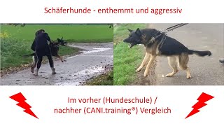 Hundeerziehung  Schäferhunde enthemmt und aggressiv hundeerziehung hundetraining schäferhund [upl. by Klatt680]