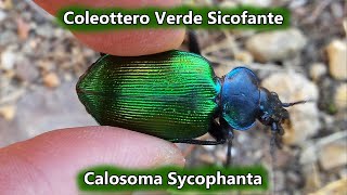 Coleottero Verde Sicofante  Calosoma Sycophanta   02 Giugno 2016  Animali in Sardegna [upl. by Anasus172]