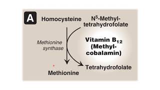 Folatehomocysteine trap [upl. by Mcarthur]